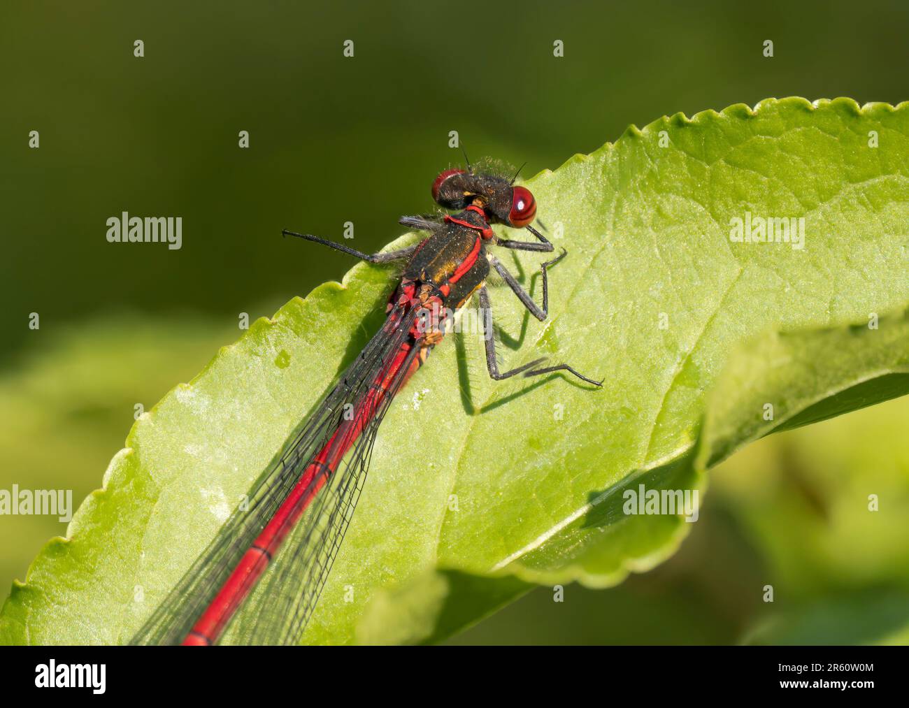 A male Large Red Damselfly, (Pyrrhosoma nymphula), at rest on a leaf Stock Photo
