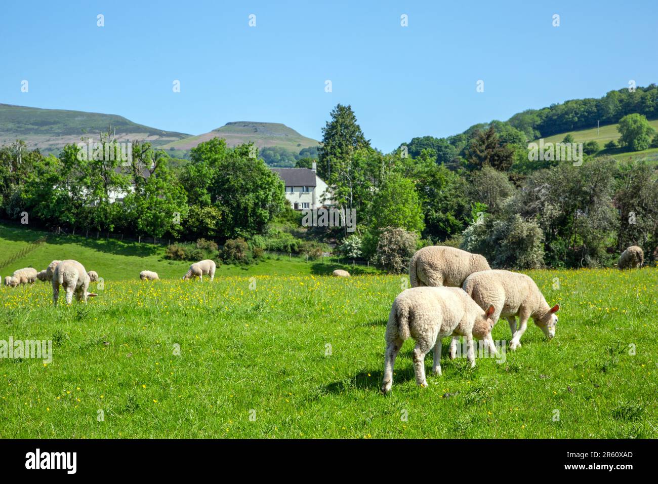 Sheep grazing in farmland meadows at Crickhowell Powys South Wales, with table Mountain high above the town Stock Photo