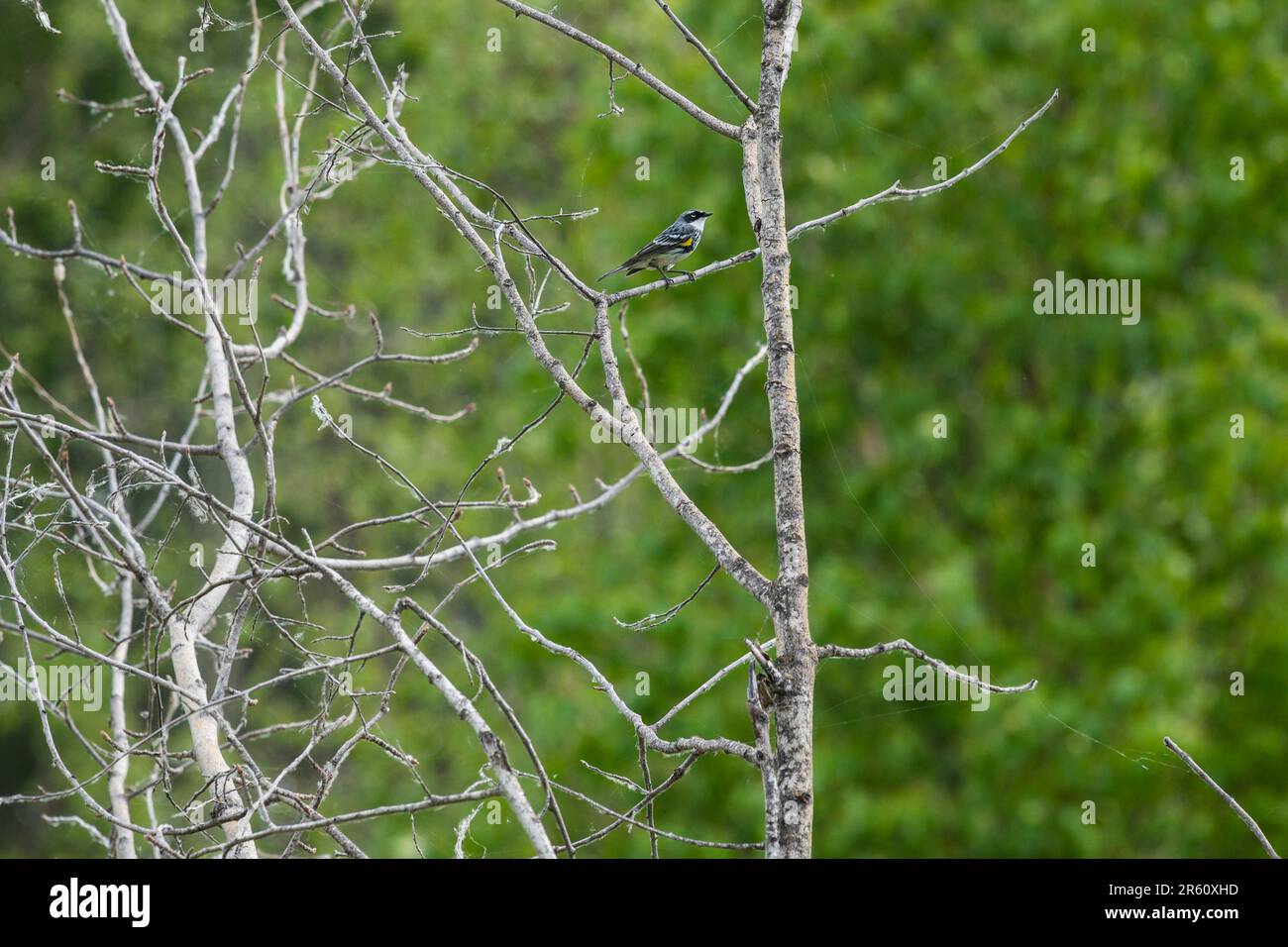 Yellow-rumped Warbler, Setophaga coronata, Elk Island National Park, Alberta, Canada Stock Photo