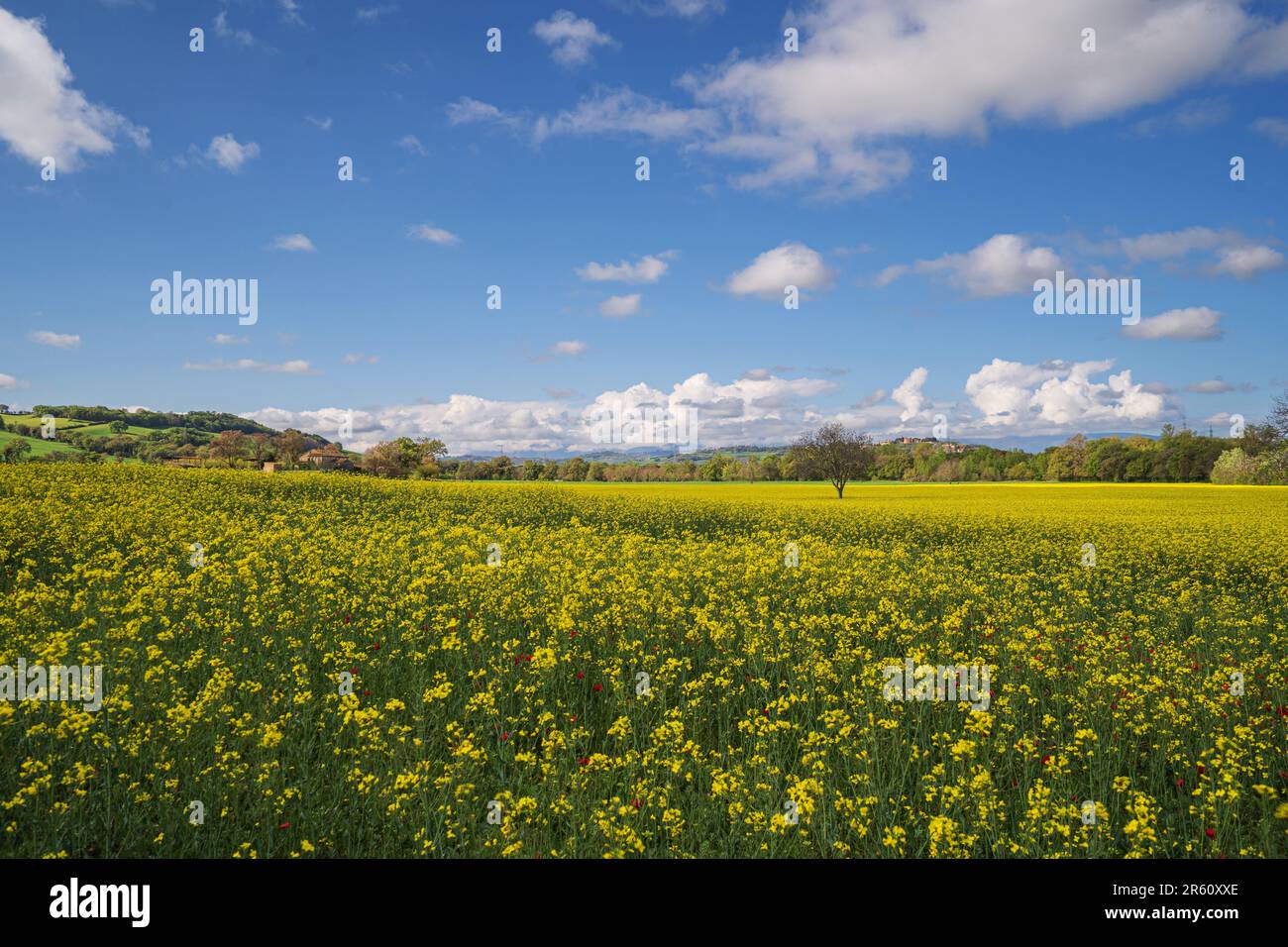 Rapeseed field, Urbisaglia,Marche, Italy, Europe Stock Photo