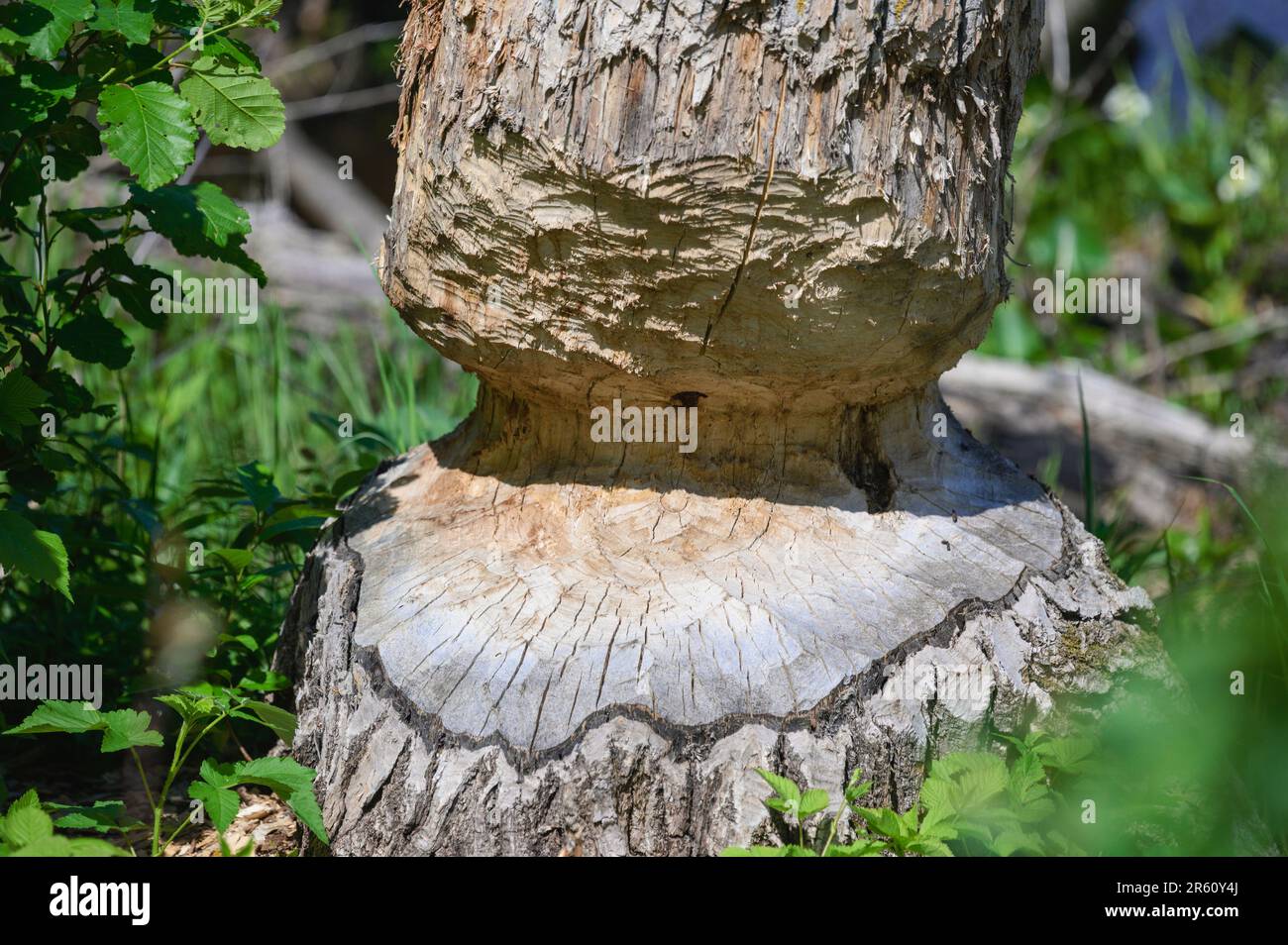 Tree with beaver chew marks, Elk Island National Park, Alberta, Canada Stock Photo
