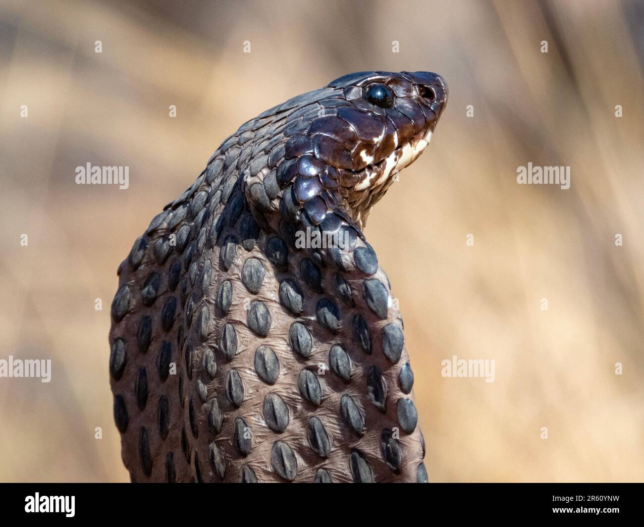 A closeup of a Rinkhals (Hemachatus haemachatus), a venomous snake from Southern Africa Stock Photo
