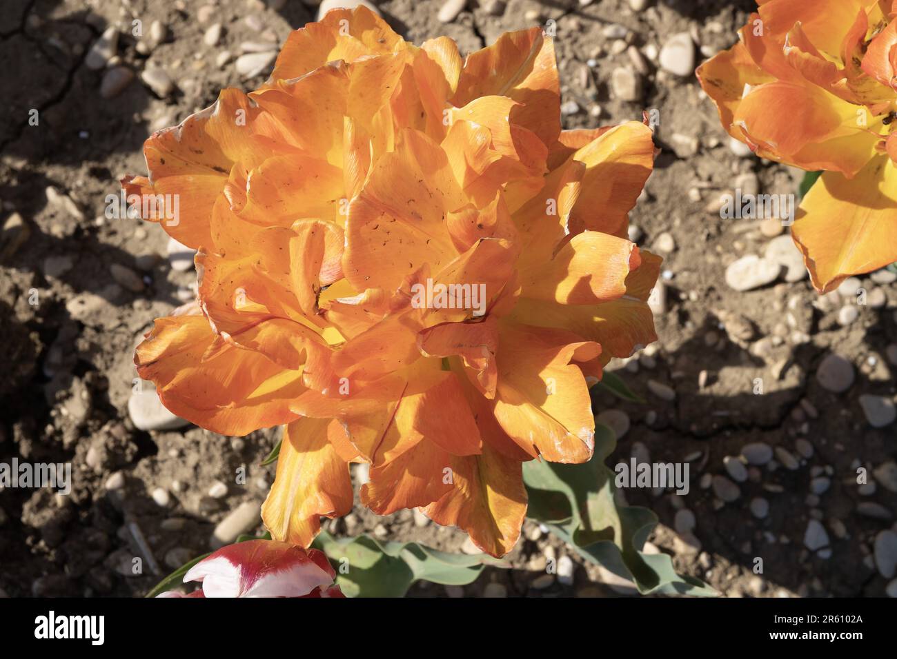 Flower, Tulip, Montecosaro, Marche, Italy, Europe Stock Photo