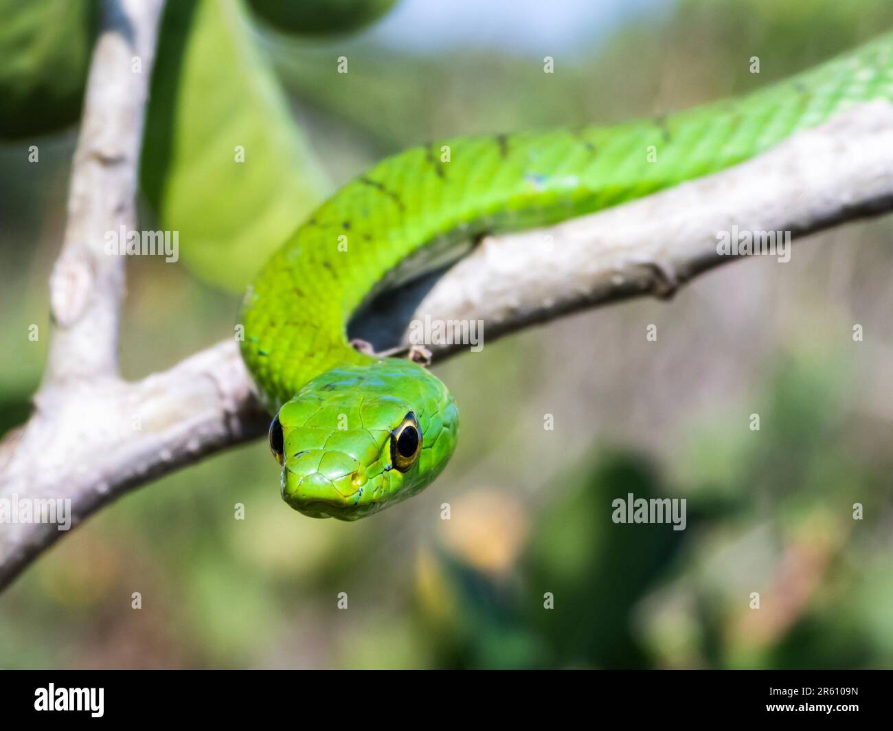 A closeup of a green snake on a tree branch Stock Photo