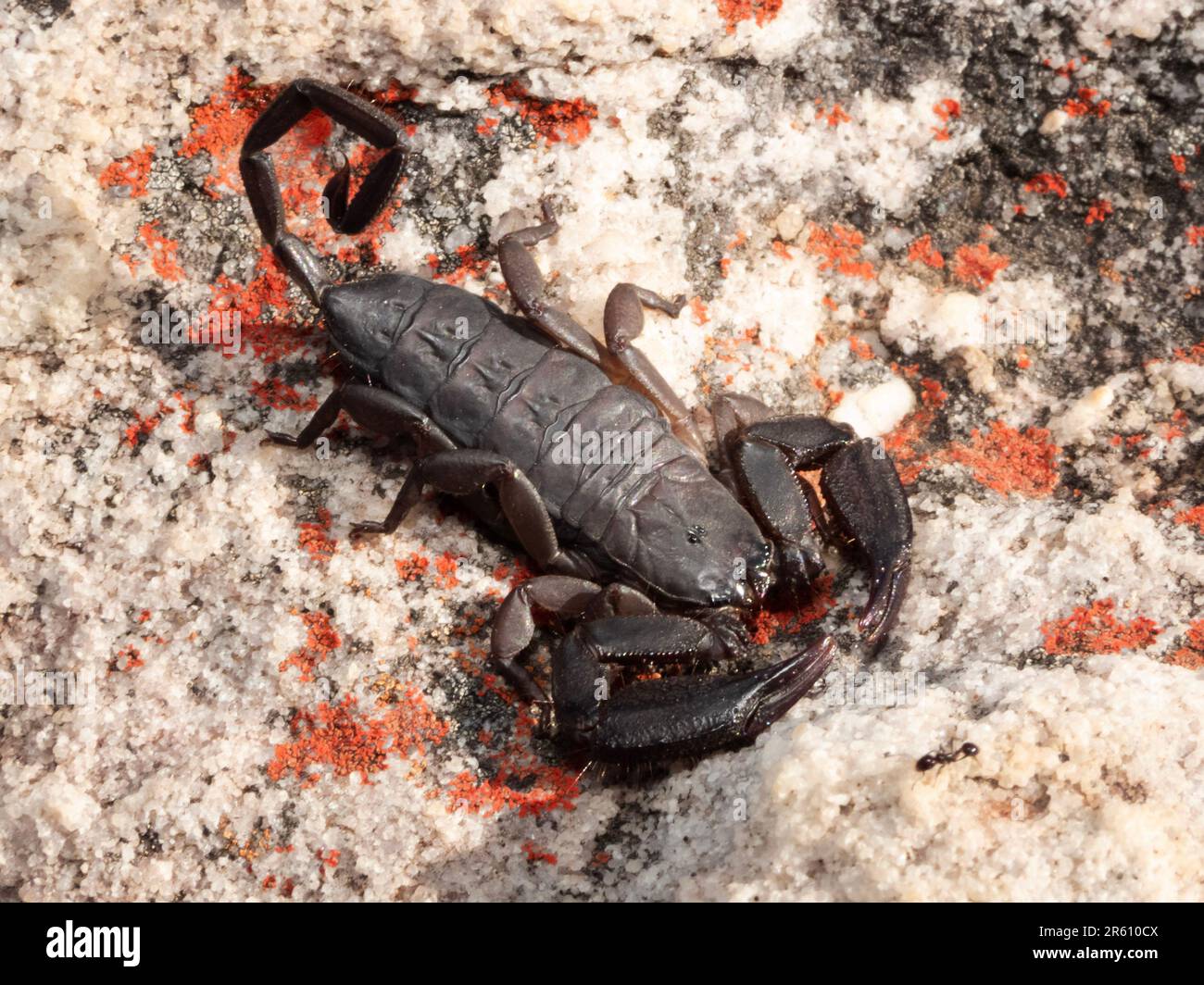A closeup of a dark brown scorpion on a rock with black and red splotches Stock Photo