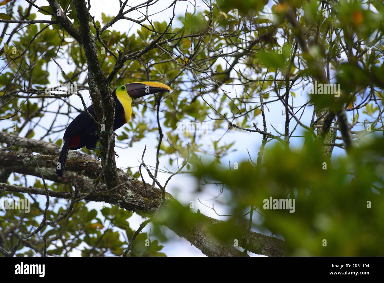 Chestnut mandibled toucan in the forest near the marine area of Manuel Antonio National Park in Costa Rica. Stock Photo