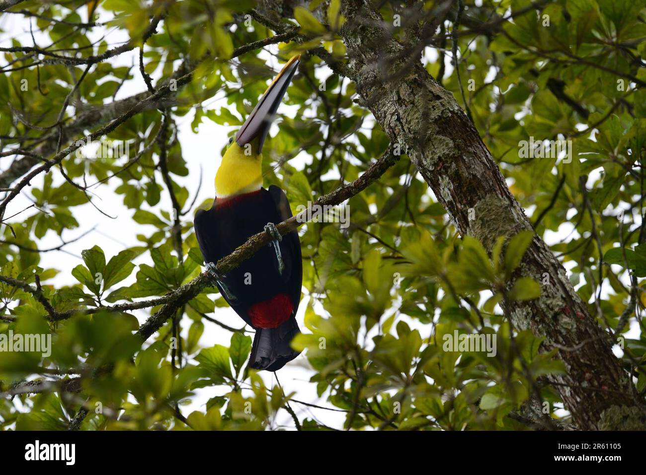 Chestnut mandibled toucan in the forest near the marine area of Manuel Antonio National Park in Costa Rica. Stock Photo
