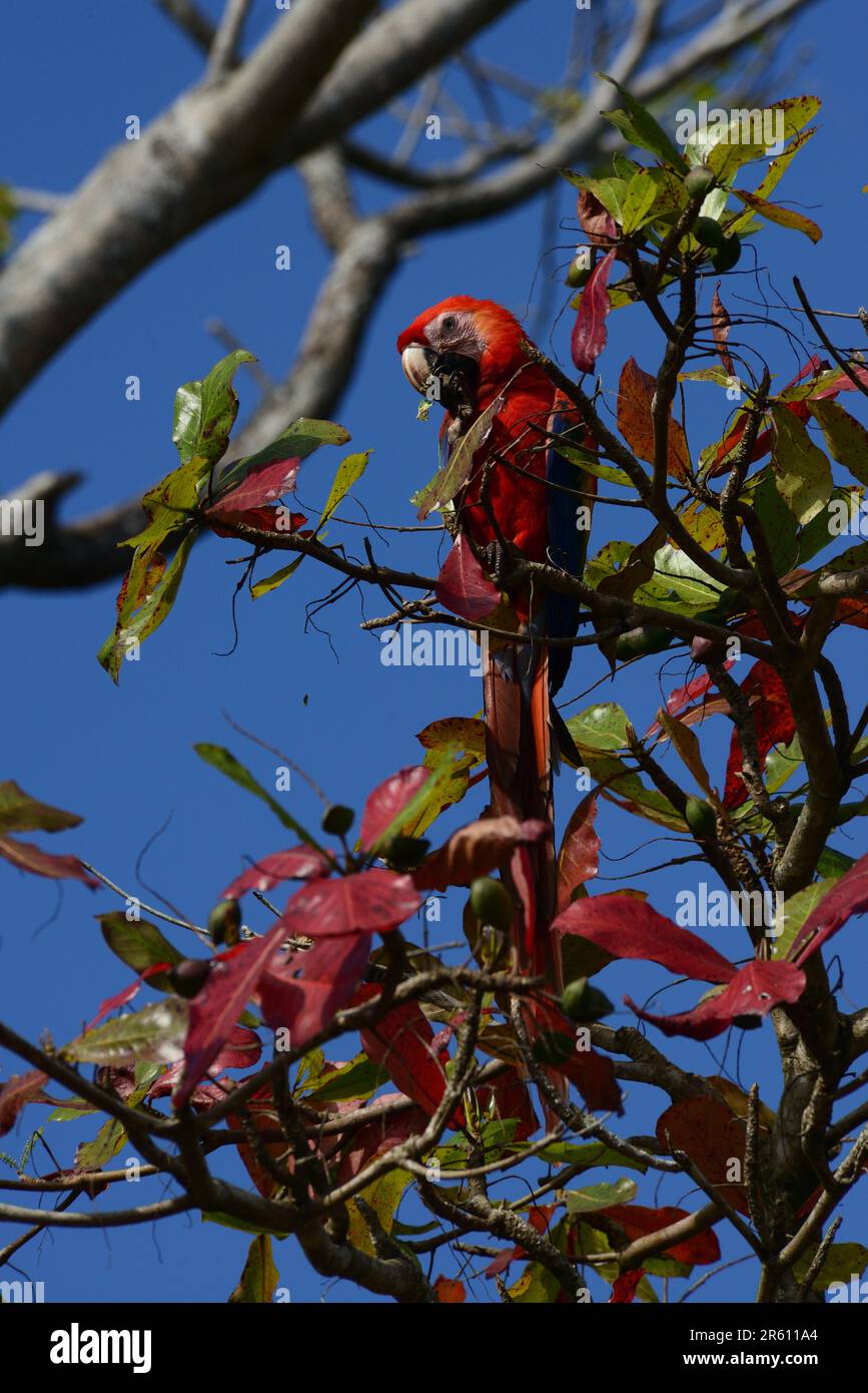 Red Ara Macaw (Ara chloropterus) feeding with fruit on a tree in the forest in the marine area of Manuel Antonio National Park in Costa Rica. Stock Photo