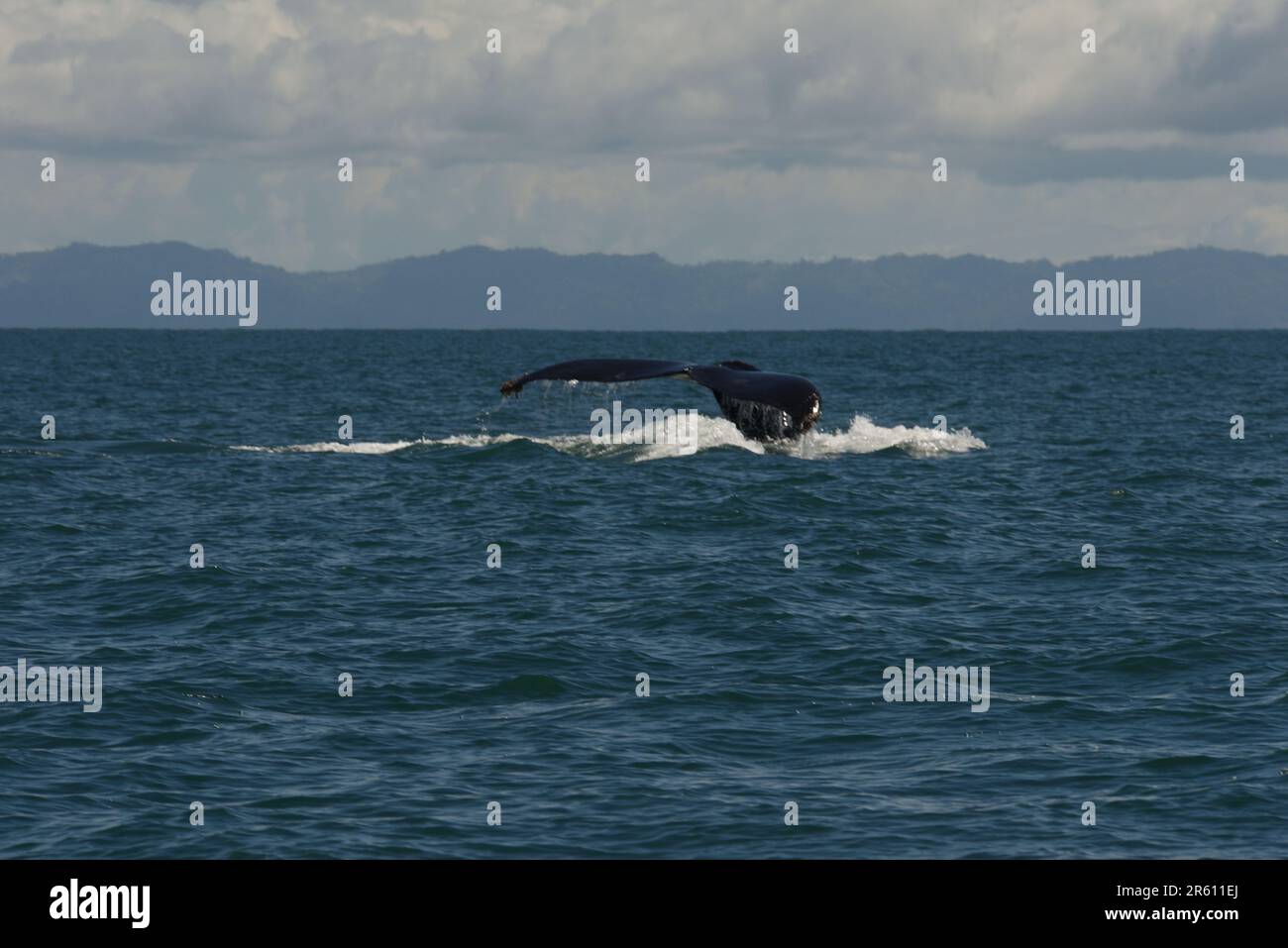 Ballena Marine National Park Costa Rica Hi res Stock Photography And 