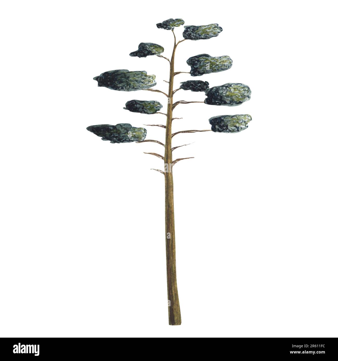 Green pine tree. Watercolor isolated illustration on a white background ...