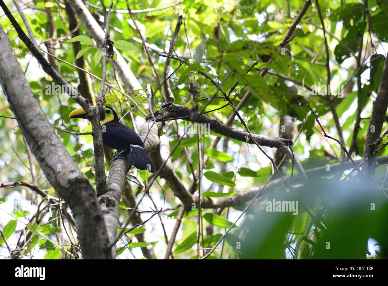 Chestnut mandibled toucan in Corcovado National Park, Osa Peninsula, Costa Rica. Stock Photo