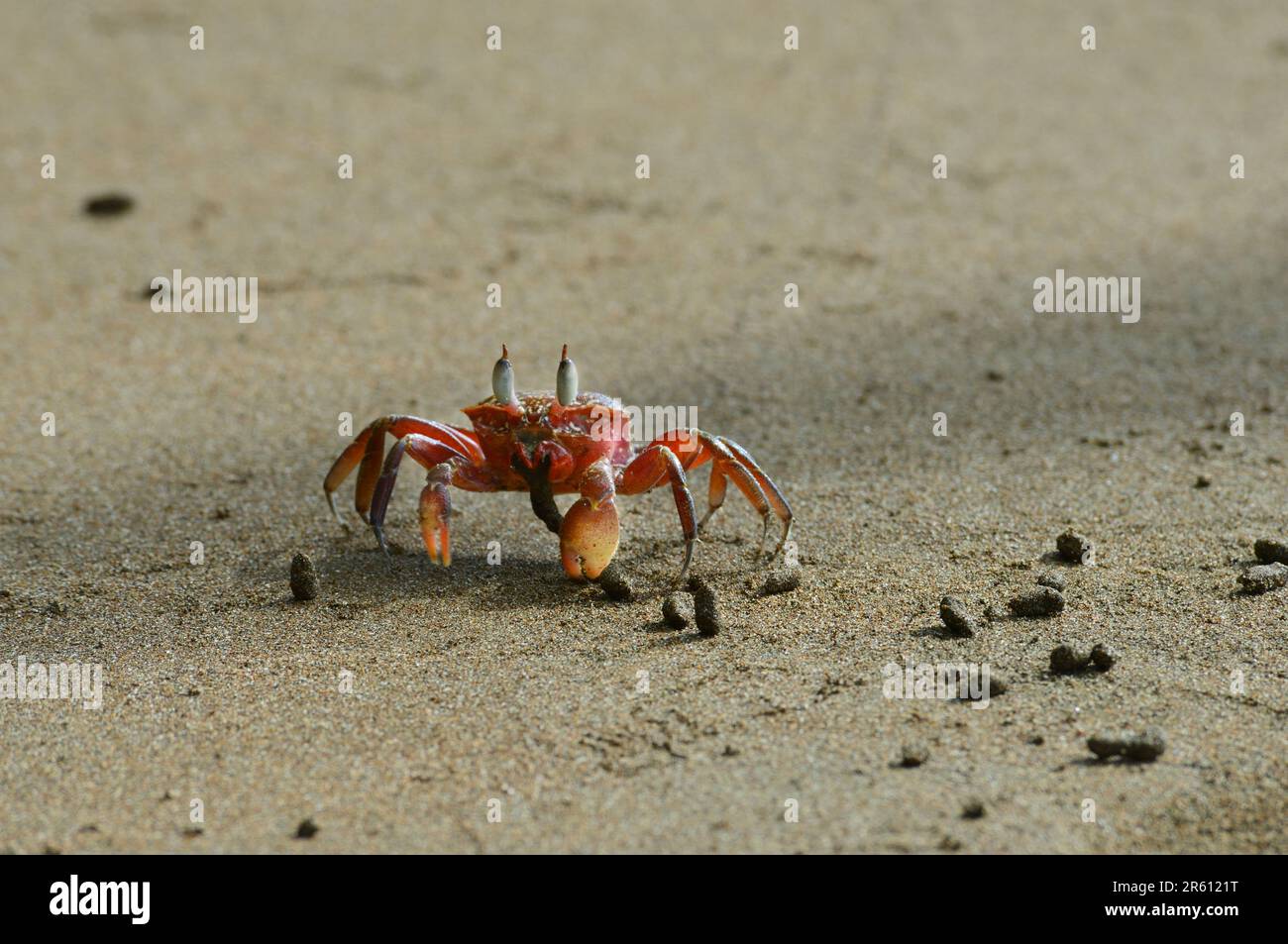 Gecarcinus quadratus, known as the red land crab, whitespot crab ...