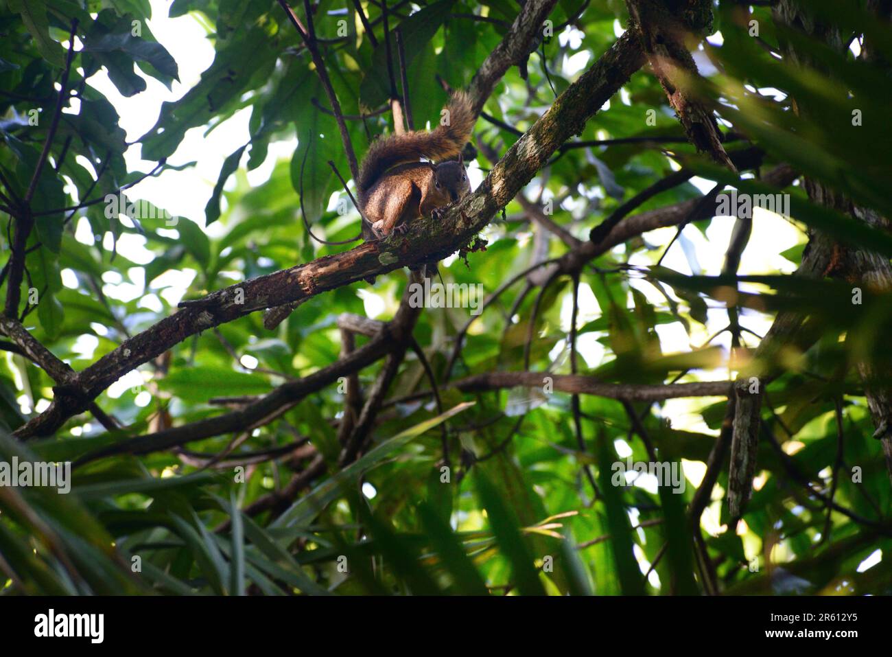 A red tailed squirrel in the forest near the Cahuita National Park, overlooking the Caribbean Sea, Costa Rica. Stock Photo
