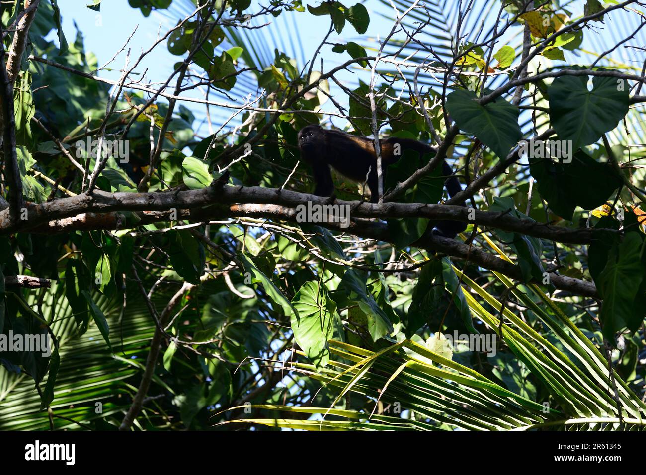Aluatta palliata hires stock photography and images Alamy