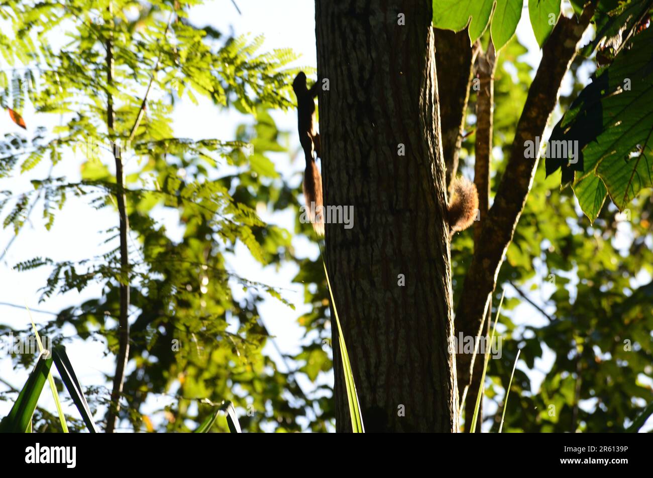 A red tailed squirrel climbing a tree in the protected area in Puerto Jemenez, Osa Peninsula, Costa Rica. Stock Photo