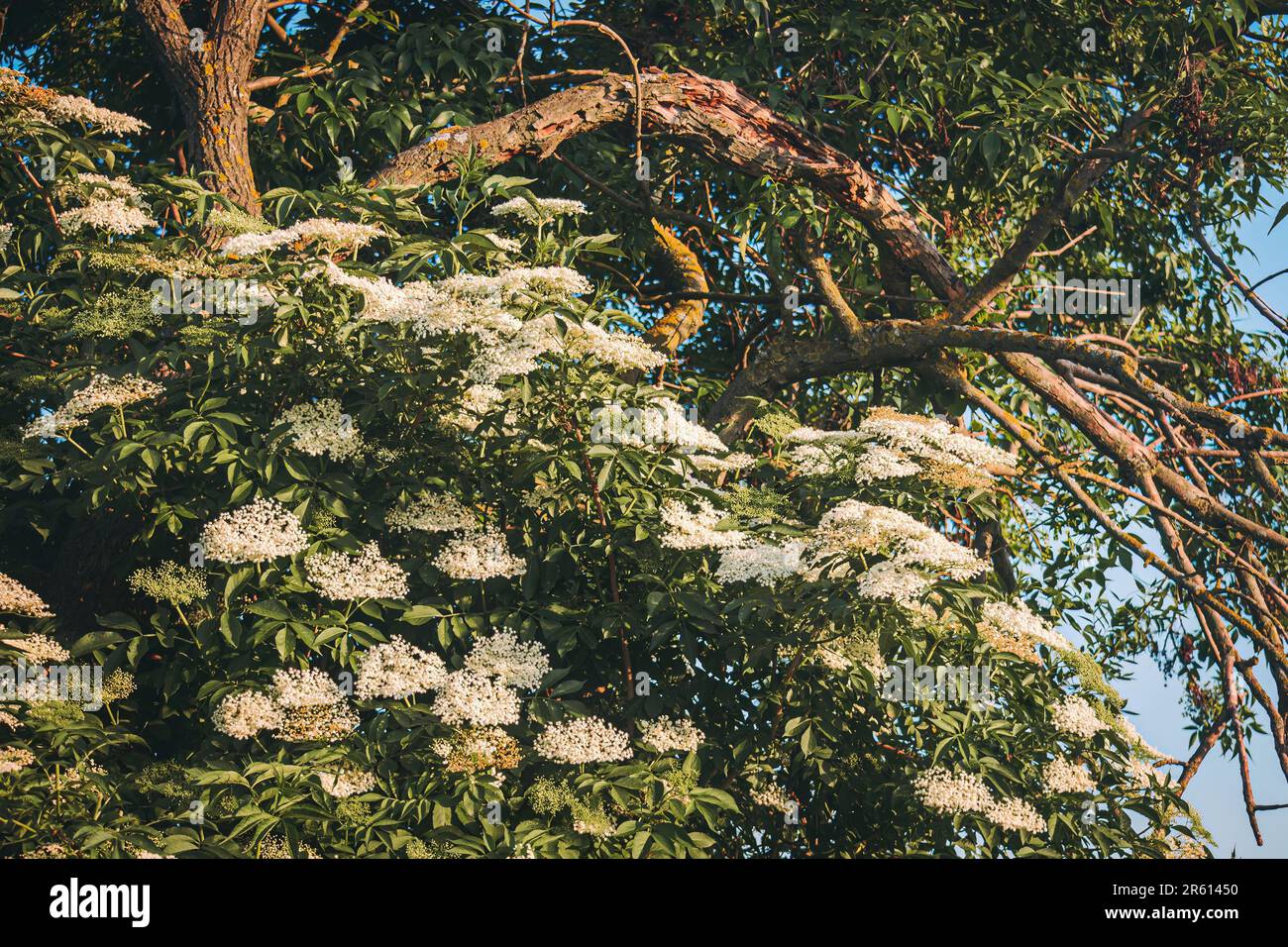 A majestic tree stands in a lush landscape, its branches adorned with ...