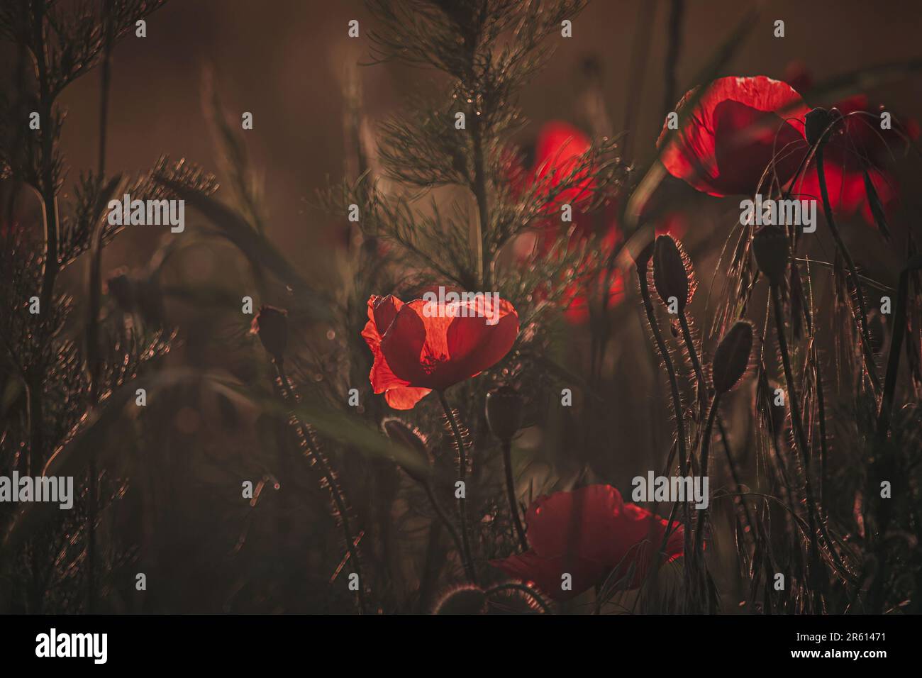 A stunning landscape featuring a vibrant field of red poppies at sunset ...