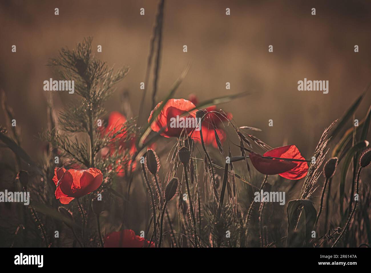 A stunning view of a red poppy field in summertime Stock Photo