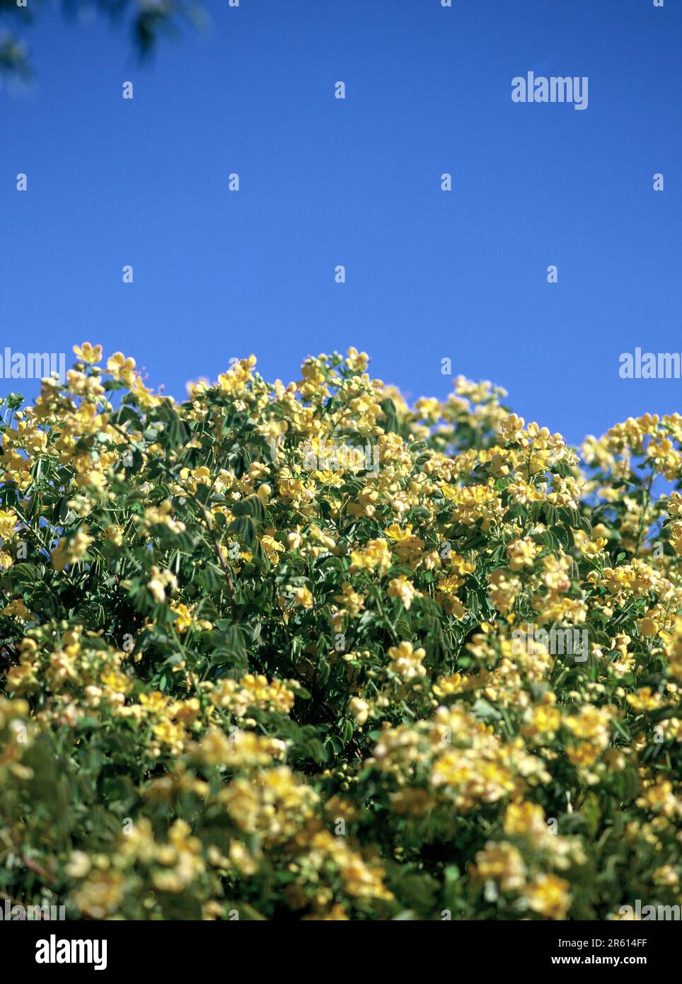 Australia. Flora. Yellow bush flowers. Golden Cassia (Senna candolleana). Stock Photo