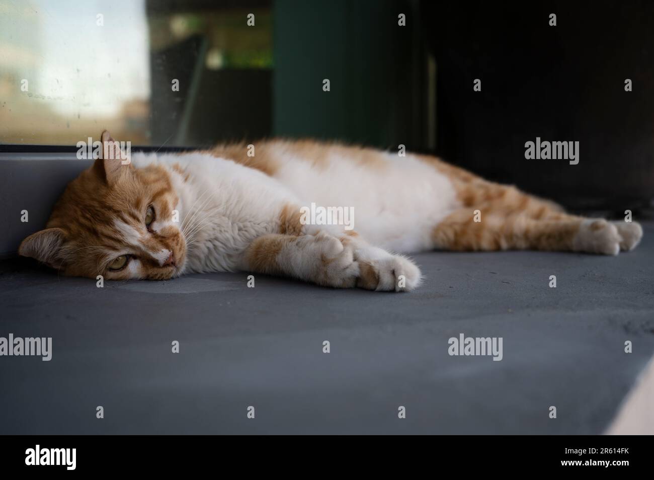 A stray orange and white tabby cat sleeping peacefully on its side in a ...