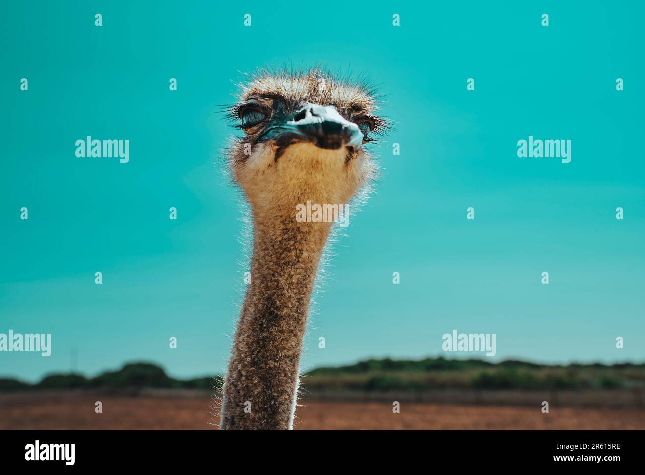 Ostrich in an enclosure hi-res stock photography and images - Alamy
