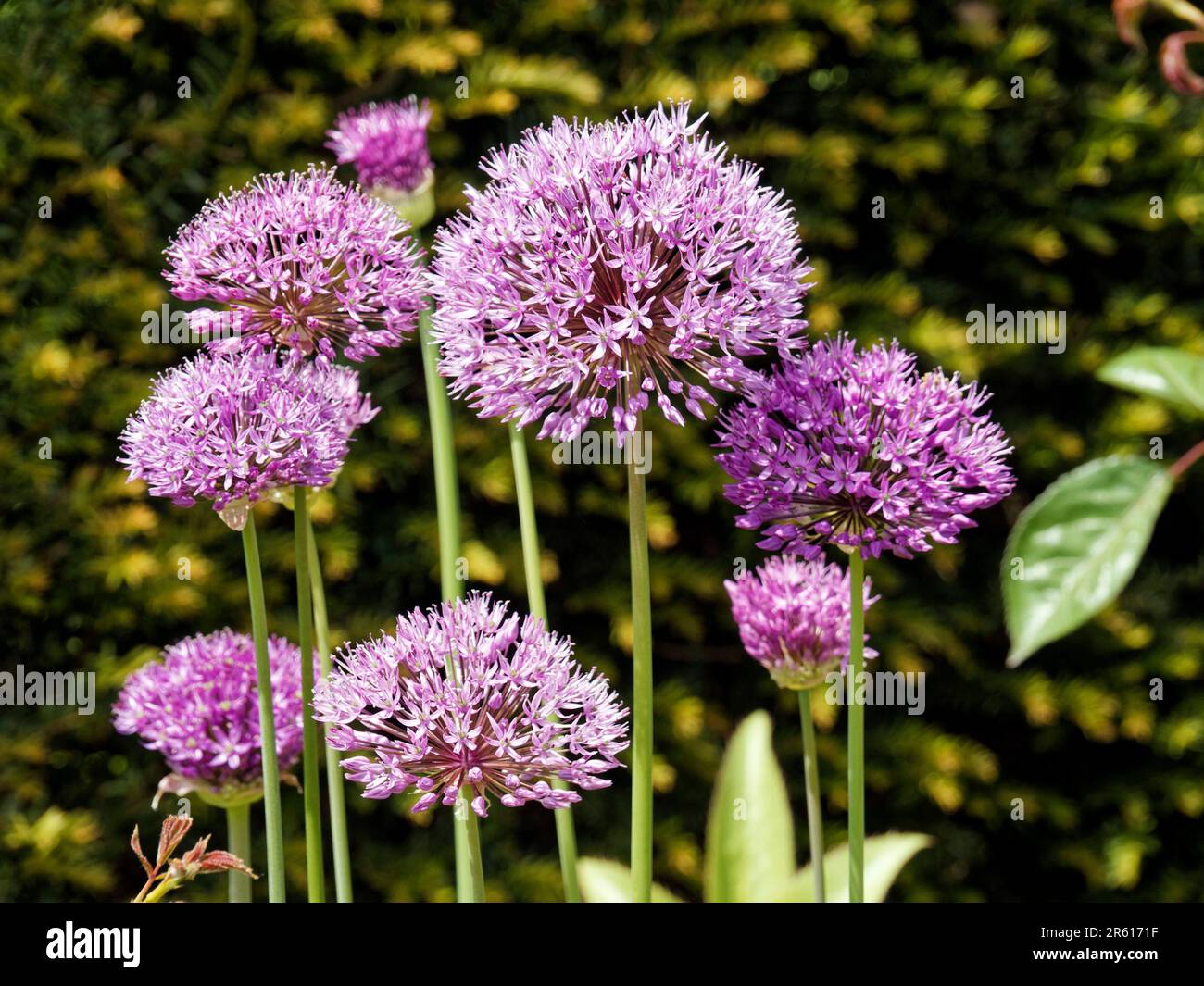 Large allium flower heads in a garden. Allium is a genus of