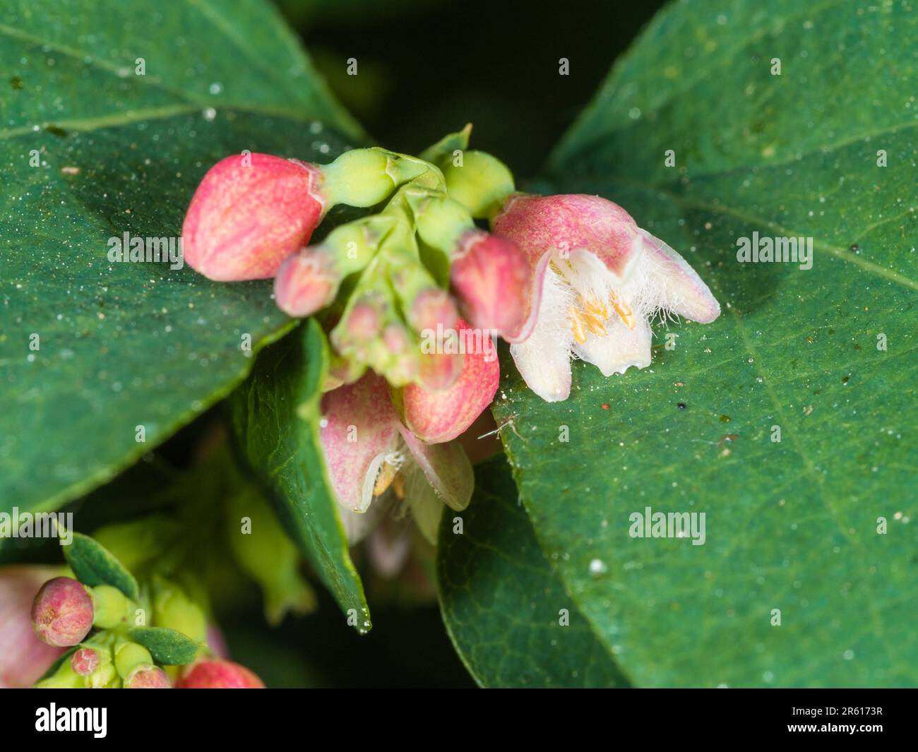 Early summer pink and white flowers of the deciduous snowberry shrub, Symphoricarpos albus Stock Photo