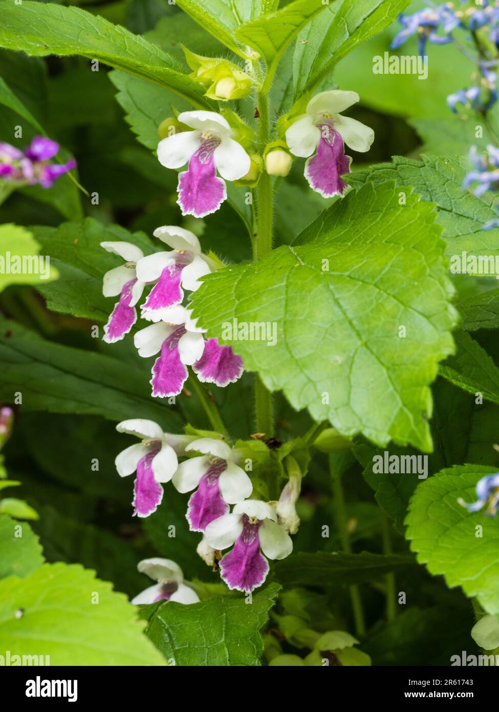 Purple lipped white flowers of the selected form of the bastard balm, Melittis melissophyllum 'Royal Velvet Distinction' Stock Photo