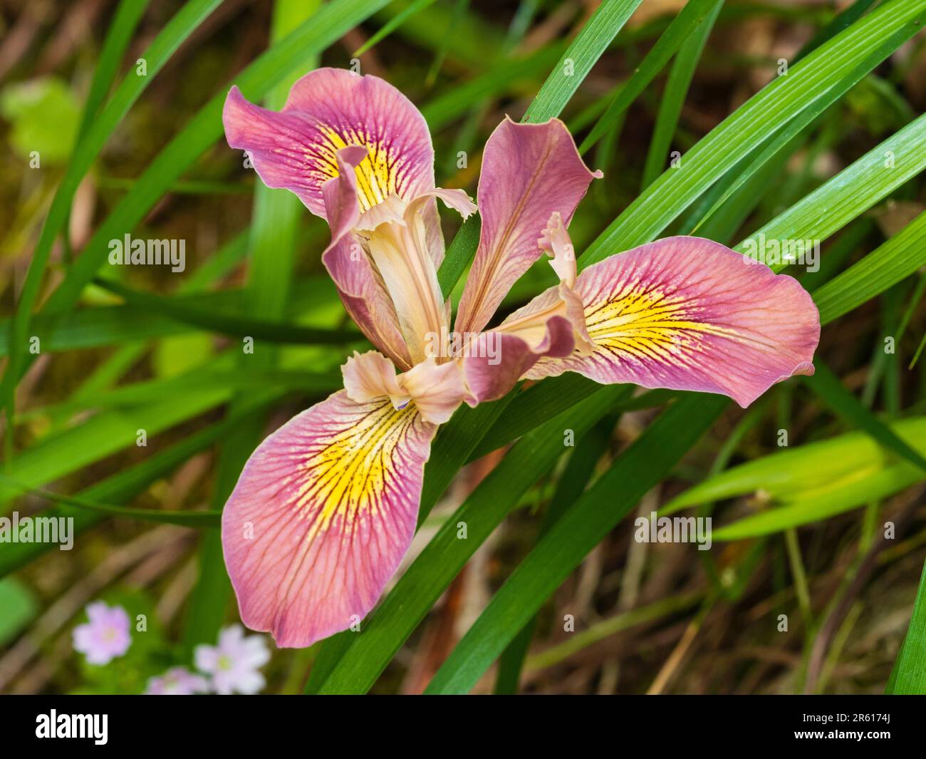 Yellow throated pink flower of the hardy perennial, late spring blooming Pacific Coast hybrid, Iris 'Banbury Gem' Stock Photo