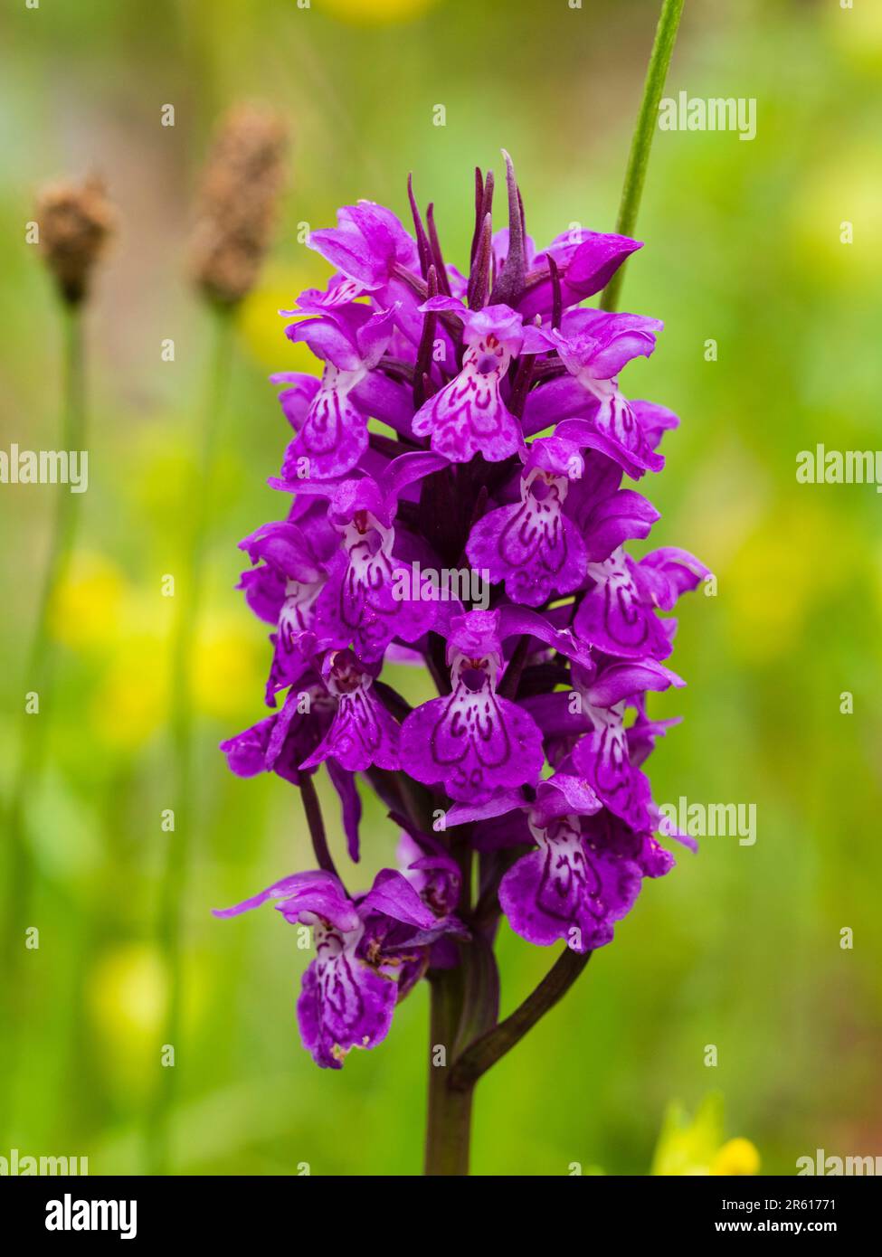 Flower spike of the hybrid UK terrestrial orchid, Dactylorhiza x grandis (fuchsii x praetermissa) Stock Photo