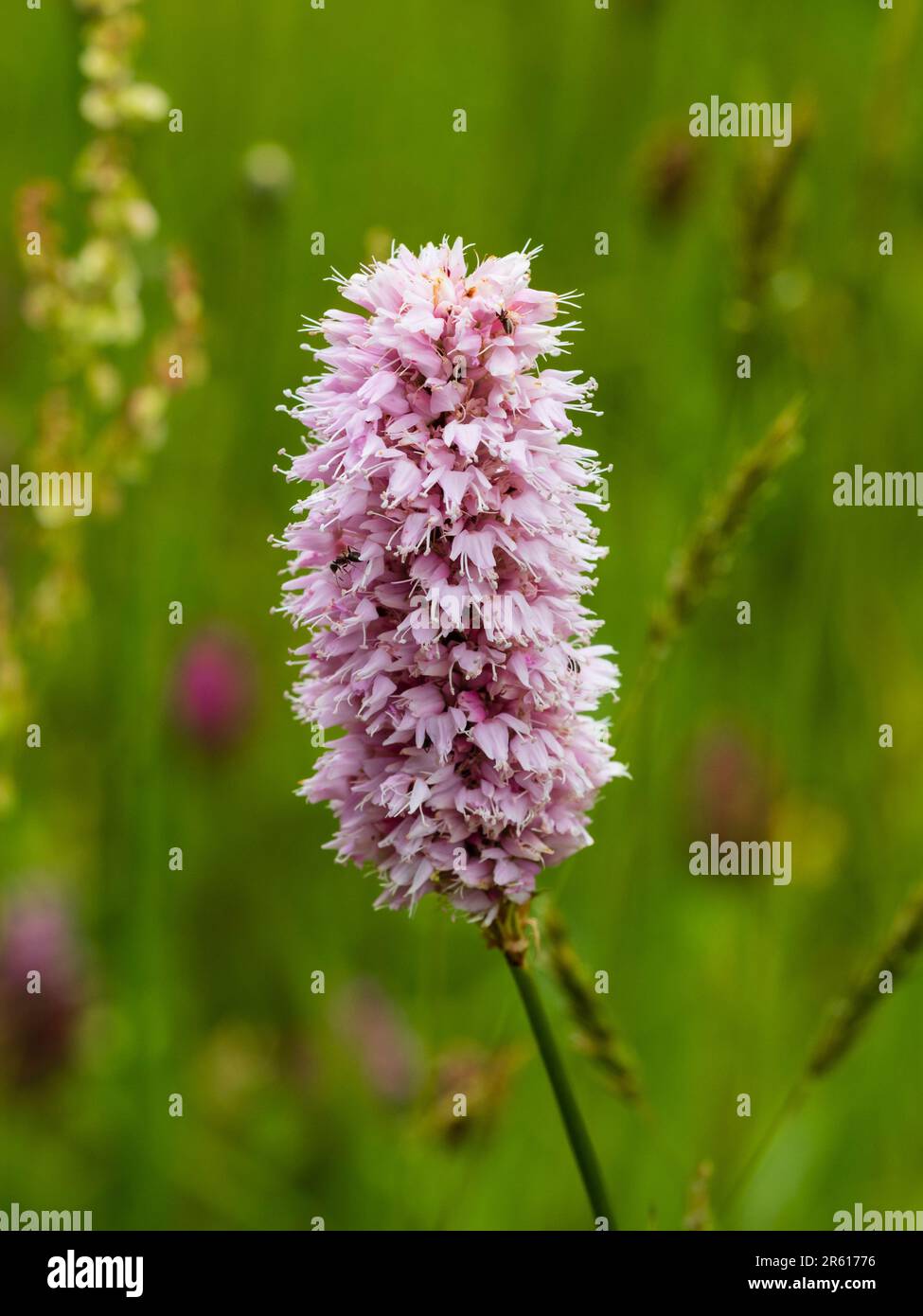 Single flowerr of the pale pink common bistort perennial, Persicaria bistorta 'Superba' Stock Photo