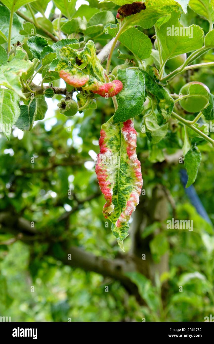 Peach leaf curl. Fungal disease of peaches tree. Taphrina deformans