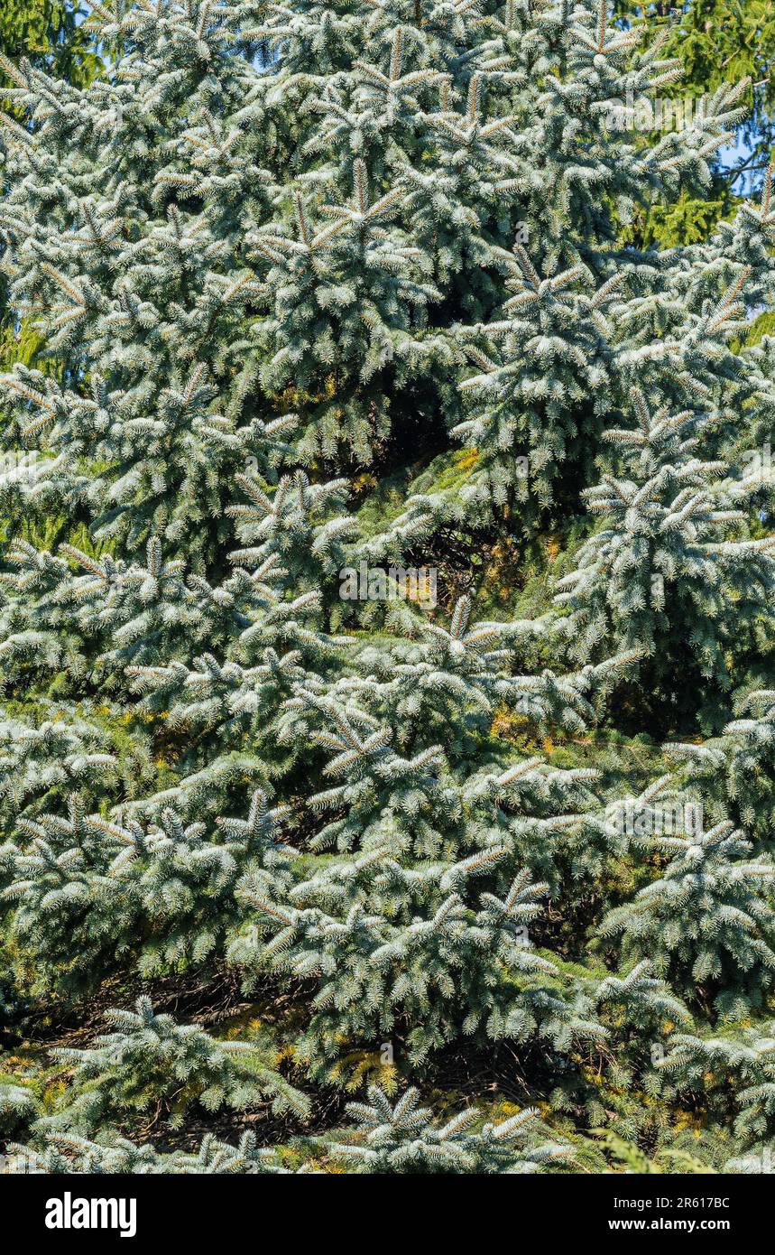 Blue spruce branches at summer. Shallow depth of field. Stock Photo