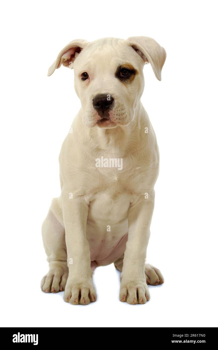 Sweet puppy sitting on a clean white background Stock Photo - Alamy
