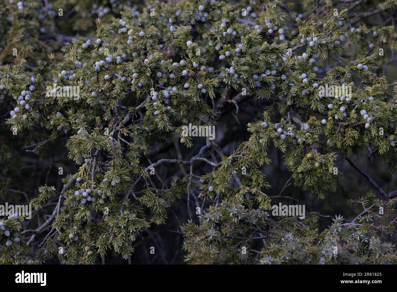 Juniper (Juniperus communis) berries Co Durham Forest-in-Teesdale Stock Photo