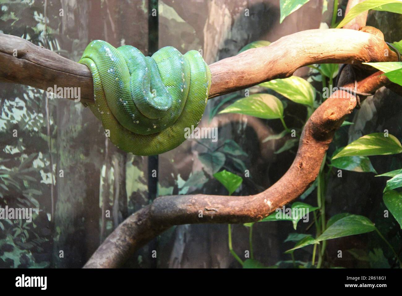 green python in a zoo in osaka (japan Stock Photo - Alamy