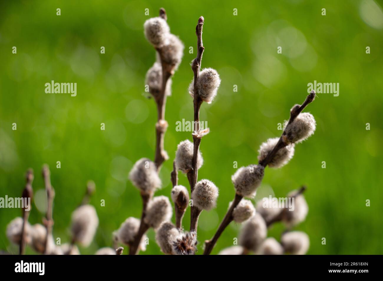 catkin bouquet macro photo with blurred background Stock Photo