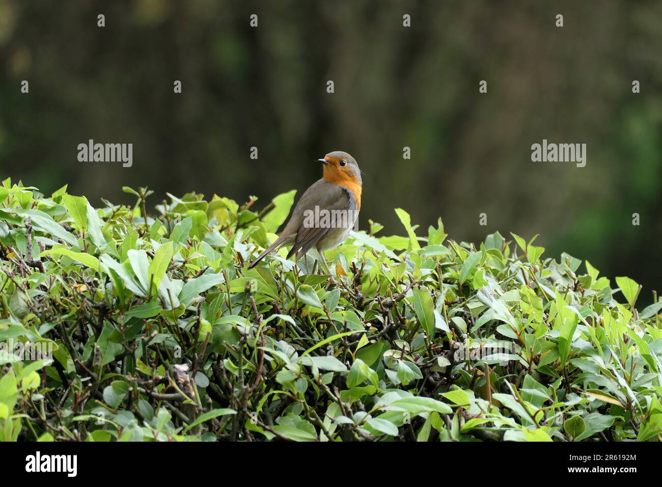 The robin is sitting on a bush Stock Photo