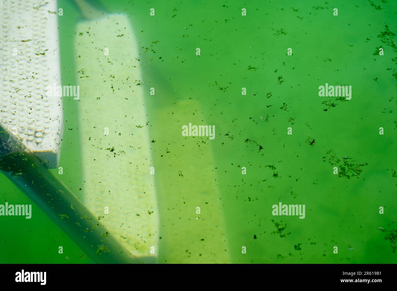 Pool ladder fading into the green water with algae and pond scum