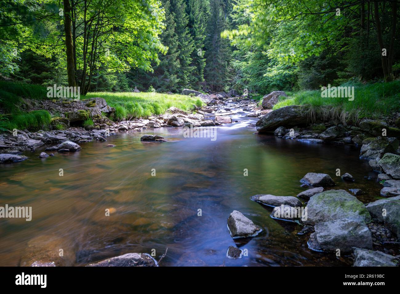 River Water in Forest, Rocky River Side Stock Photo - Image of grass,  scenery: 165302448