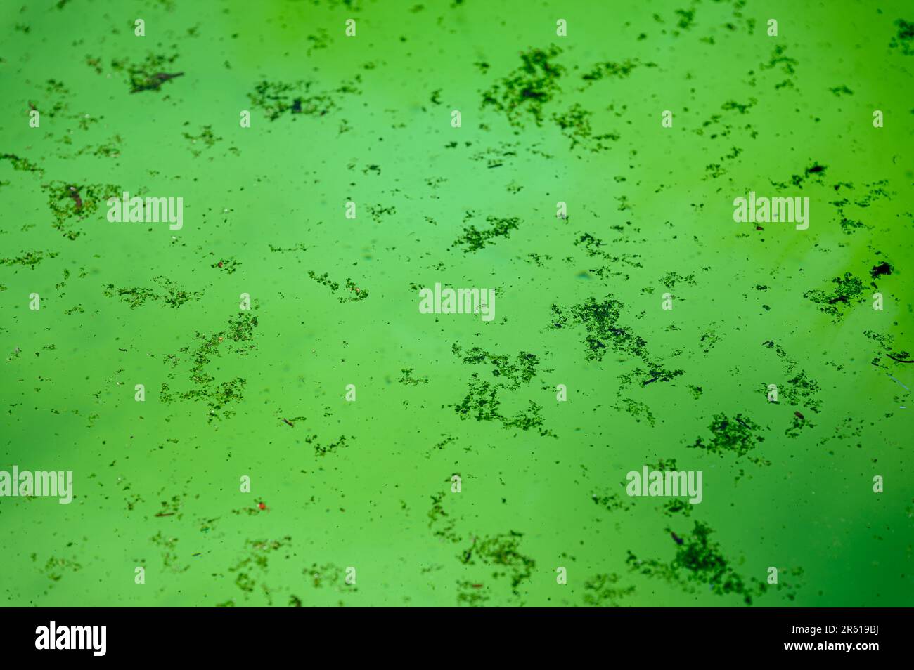 Dead algae and pond scum floating atop green water in a pool. Shallow