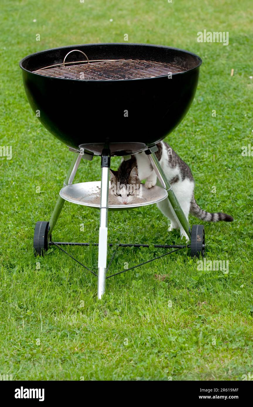 A hungry cat sitting under a barbecue grill eating Stock Photo Alamy