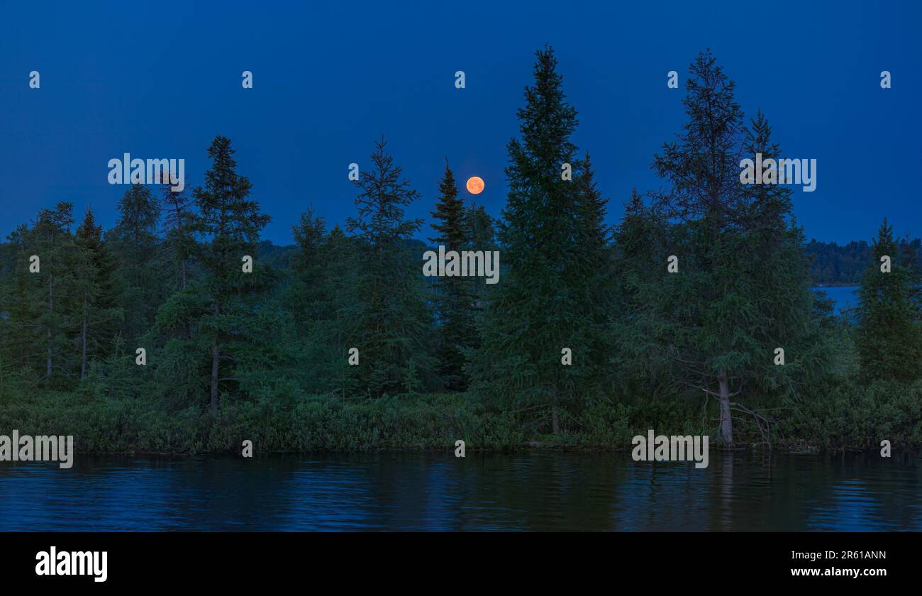 The strawberry moon setting over a bog on the Chippewa Flowage in northern Wisconsin. Stock Photo