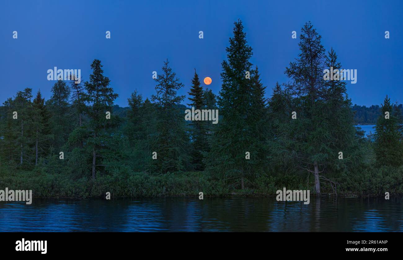 The strawberry moon setting over a bog on the Chippewa Flowage in northern Wisconsin. Stock Photo