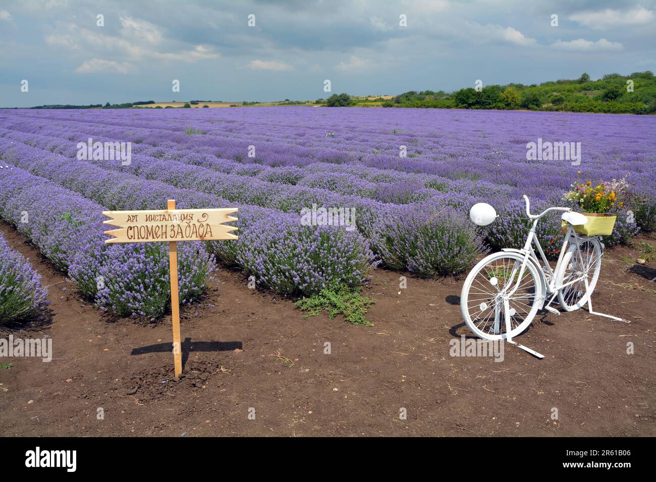 An art installation near the lavender field with a sign saying “A souvenir for grandma” during the International Lavender Festival. This is an annual Stock Photo