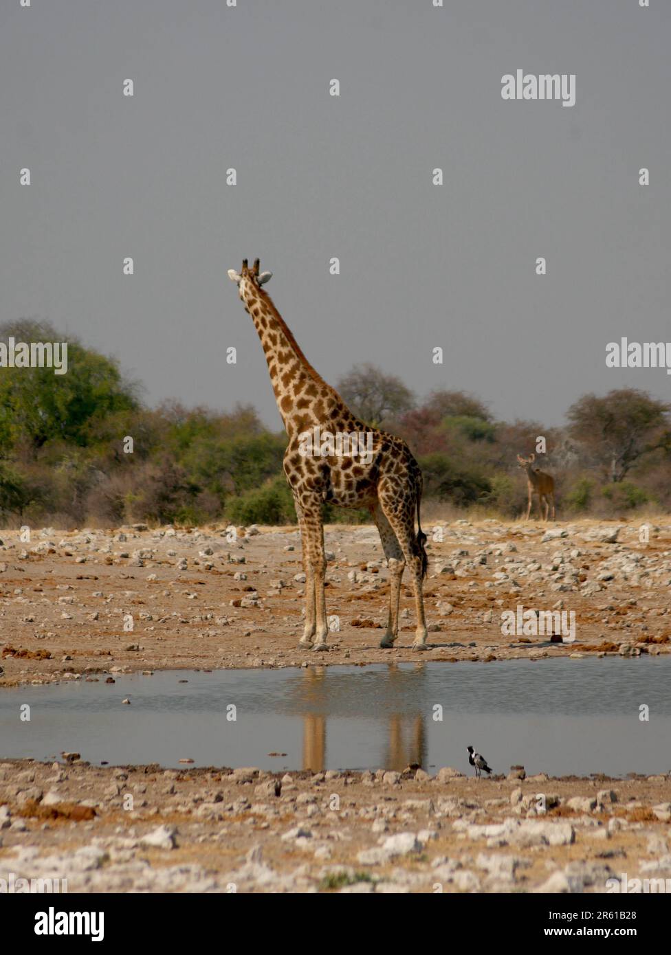 Giraffe in front of a waterhole Stock Photo