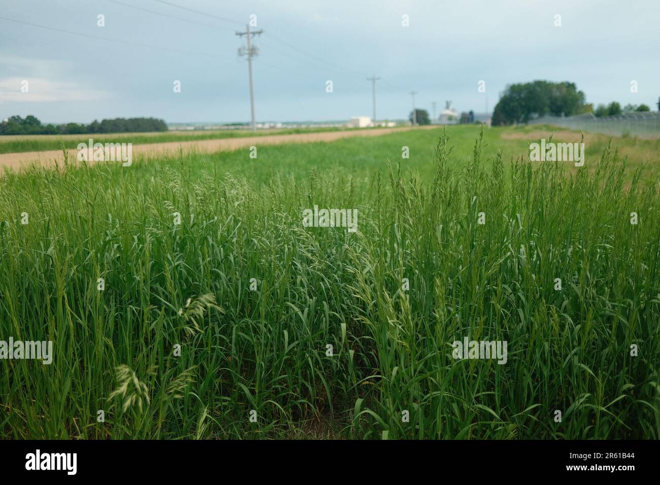 An expansive field of grass with a bright red fire hydrant standing in