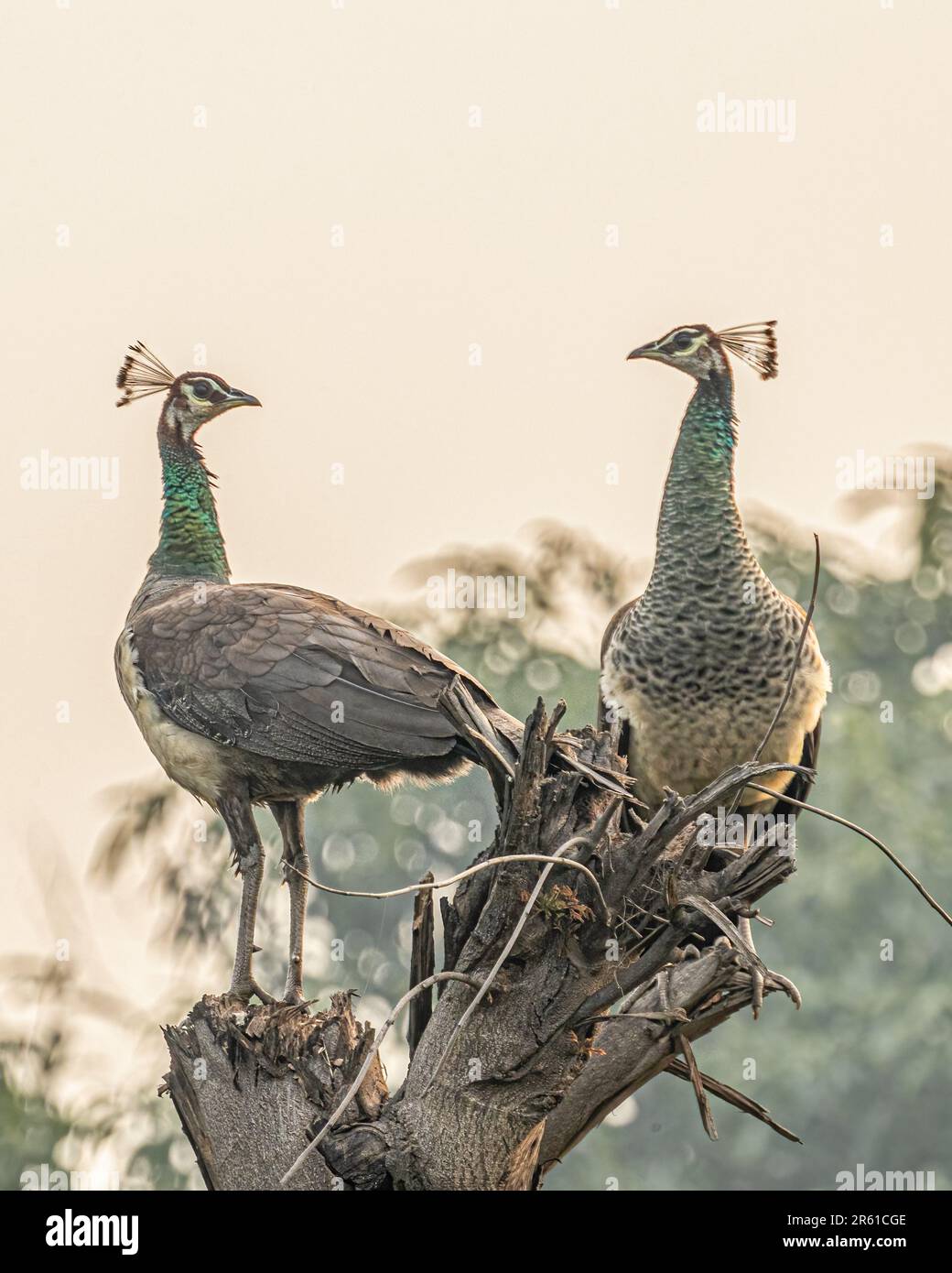 Two majestic Indian peafowls perched atop a tree trunk with lush green foliage in the background Stock Photo