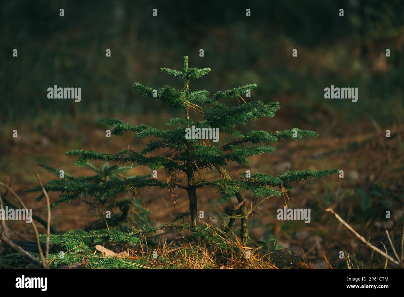 A majestic new young pine tree growing in the forest evergreen with its