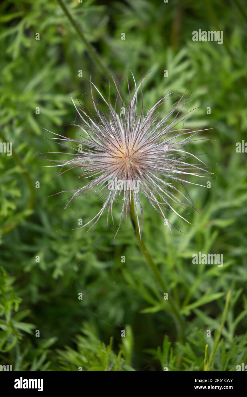 Pulsatilla vulgaris seed on a plant outdoors close up Stock Photo